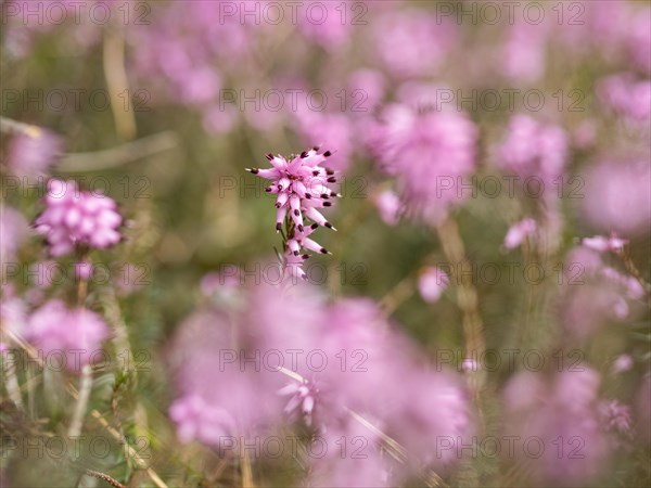 Flowering heather (Erica), near Tragoess, Styria, Austria, Europe