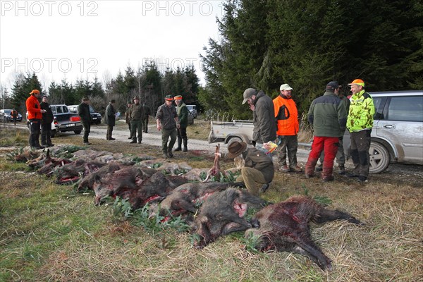 Wild boar hunting, hunters and wild boars (Sus scrofa) in the forest, Allgaeu, Bavaria, Germany, Europe