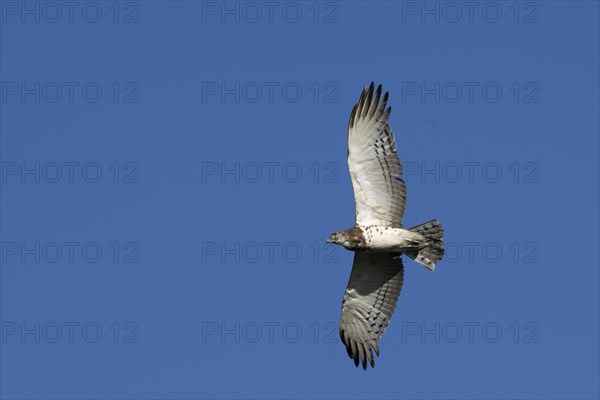 Black-chested snake eagle (Circaetus pectoralis), Mziki Private Game Reserve, North West Province, South Africa, Africa