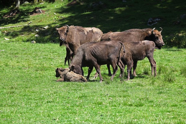 European bison (Bison bonasus) cow attacking a helpless calf lying on the ground, captive, Sweden, Scandinavia, Europe