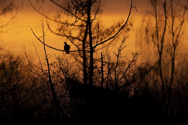 Common wood pigeon (Columba palumbus) at sunrise, sitting on the branch of a bare tree, looking to the left, silhouette, backlight, surrounded by other trees and bushes, Ruhr area, Germany, Europe
