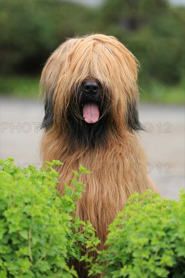 Briard, Berger de Brie