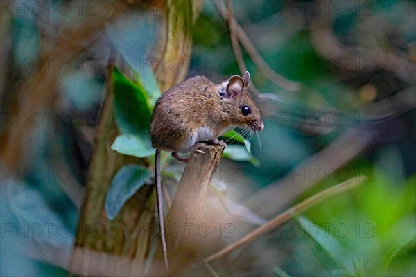 House mouse (Mus musculus)