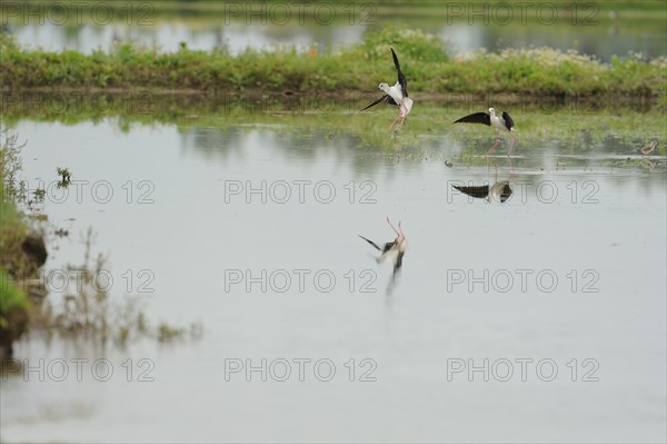 Black-winged Stilt, Himantopus himantopus, italy