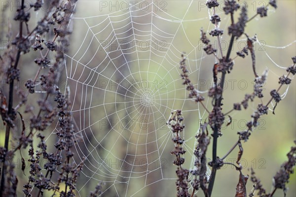 Spider's web with dewdrops, Moselle, Rhineland-Palatinate, Germany, Europe