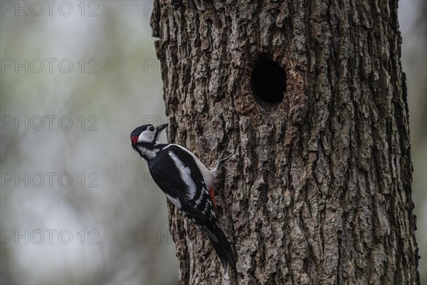Great spotted woodpecker (Dendrocopos major), Emsland, Lower Saxony, Germany, Europe