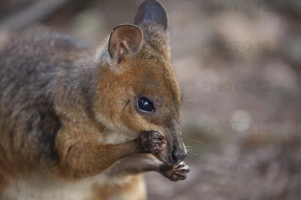 Pademelon, Filander cleaning. Queensland in Australia