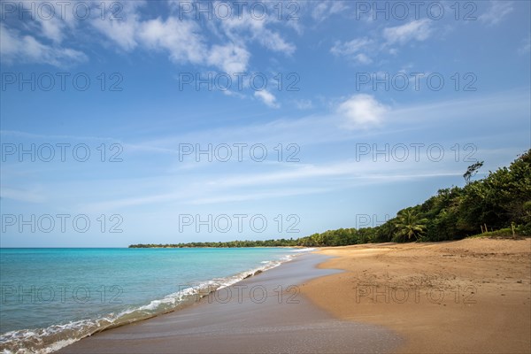 Lonely, wide sandy beach with turquoise-coloured sea. Tropical plants in a bay in the Caribbean sunshine. Plage de Cluny, Basse Terre, Guadeloupe, French Antilles, North America