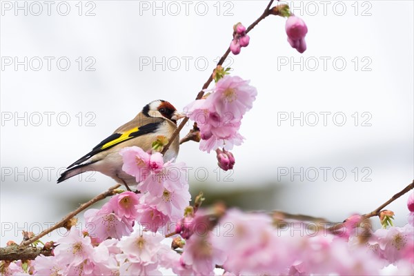 European goldfinch (Carduelis carduelis) on a branch amidst pink cherry blossoms looking upwards, Hesse, Germany, Europe
