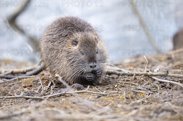 Nutria (Myocastor coypus), holding something in its paws, eating, frontal sideways, surrounded by thin and thicker branches and twigs lying on the ground, background light blue blurred water, foreground as well, Rombergpark, Dortmund, Ruhr area, Germany, Europe