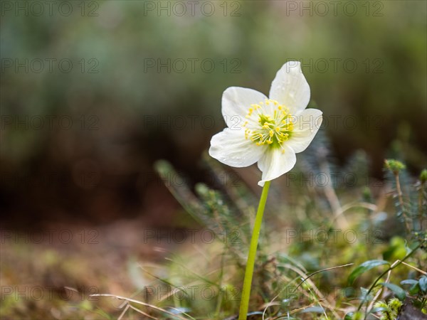 Christmas rose (Helleborus niger), near Tragoess, Styria, Austria, Europe