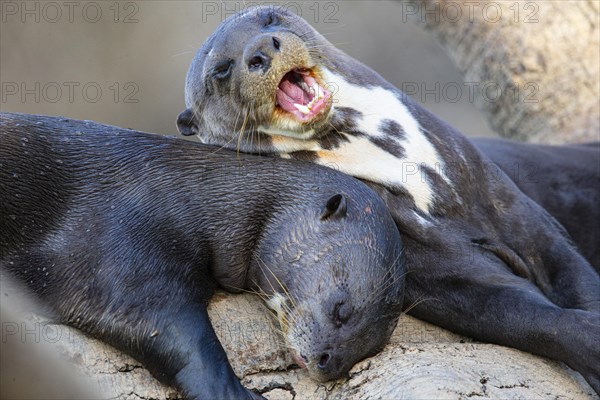 Giant otter (Pteronura brasiliensis) Pantanal Brazil