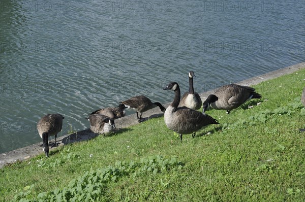 Canada geese on Seine bank