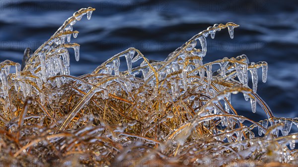 Icy grasses along the river, Fjallabak Nature Reserve, Sudurland, Iceland, Europe