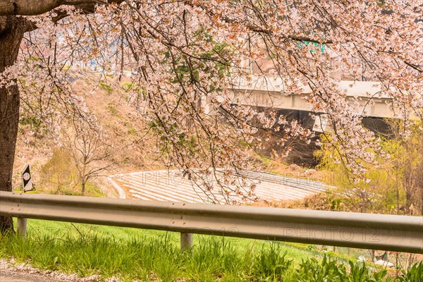 Branches of beautiful cherry blossom tree next to roadway bridge and cultivated field in background in Daejeon, South Korea, Asia