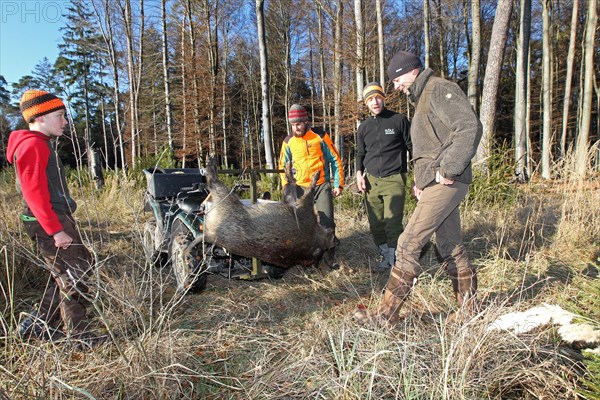 Wild boar (Sus scrofa) is recovered with off-road vehicle, Allgaeu, Bavaria, Germany, Europe