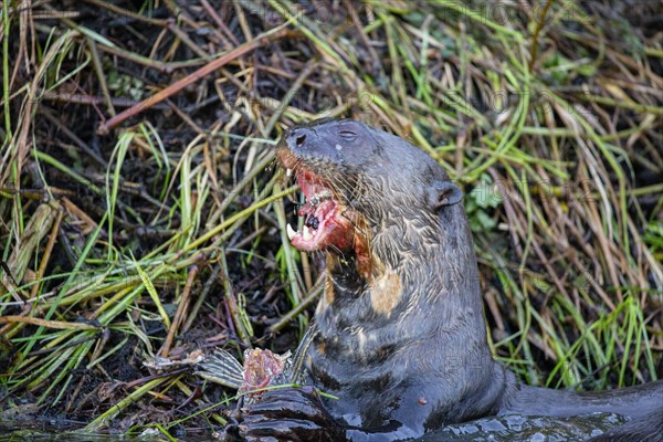 Giant otter (Pteronura brasiliensis) Pantanal Brazil