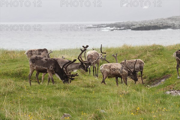 Reindeer (Rangifer tarandus) grazing on the shores of the Barents Sea, Lapland, Norway, Scandinavia, Europe