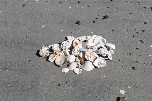 Shells and pieces of coral on the beach near Unnstad, Lofoten, Norway, Scandinavia, Europe