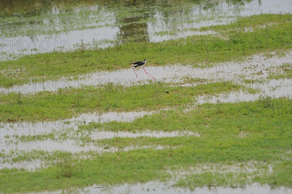 Black-winged Stilt, Himantopus himantopus, italy