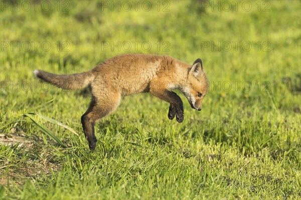 Red fox. Vulpes vulpes. Red fox cub jumping in a meadow. Province of Quebec. Canada