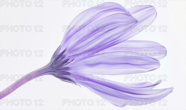 Pale purple chamomile flower on white background, closeup AI generated