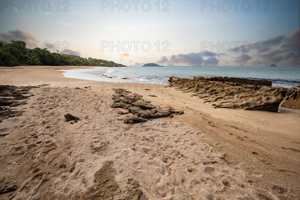 Lonely, wide sandy beach with turquoise-coloured sea. Tropical plants in a bay at sunset in the Caribbean. Plage de Cluny, Basse Terre, Guadeloupe, French Antilles, North America