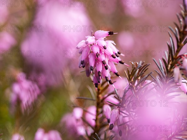 Flowering heather (Erica), near Tragoess, Styria, Austria, Europe