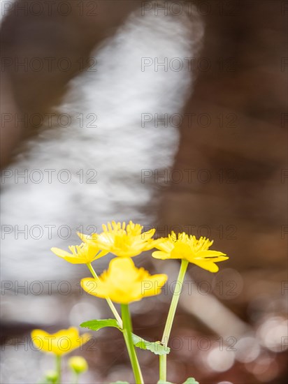 Marsh marigolds (Caltha palustris), banks of the Laming, near Tragoess, Styria, Austria, Europe