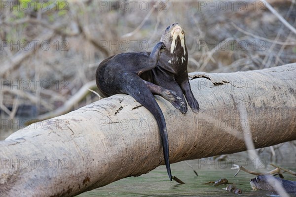 Giant otter (Pteronura brasiliensis) Pantanal Brazil