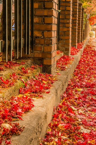 Bright red autumn leaves scattered along a pavement next to a metal fence, in South Korea