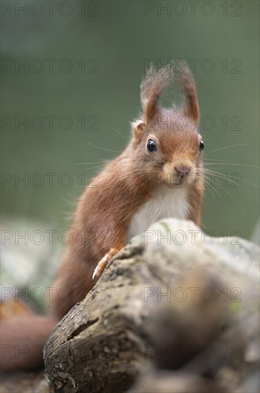 Eurasian red squirrel (Sciurus vulgaris), standing behind a thick branch, looking to the front right towards the viewer, brush ears, background blurred green, Ruhr area, Dortmund, Germany, Europe