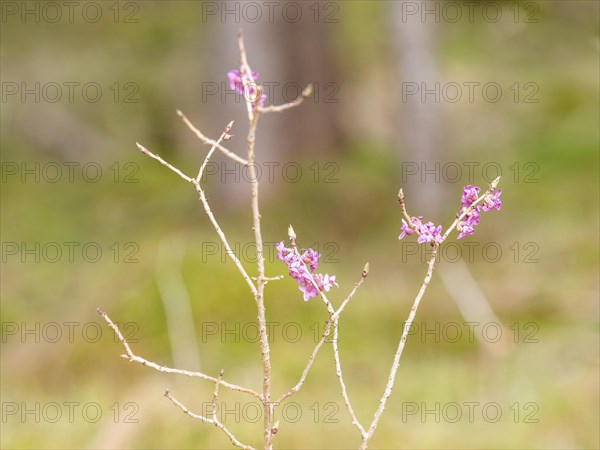 Mezereon (Daphne mezereum), near Tragoess, Styria, Austria, Europe