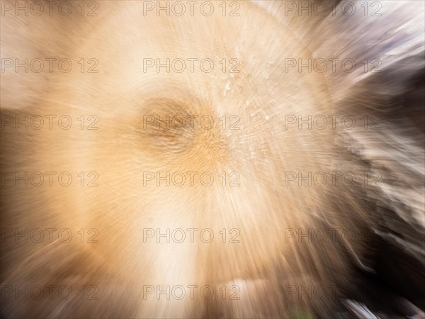 Visualisation of the annual rings in felled wood, zoom effect, Jassing, Styria, Austria, Europe