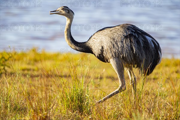 Nandu (Rhea americana) Pantanal Brazil