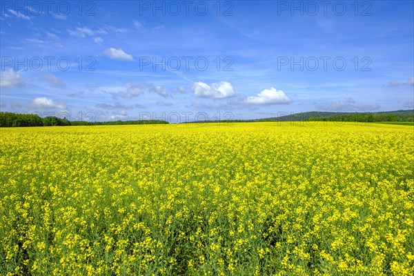 Rape field in bloom in West Lusatia, Saxony, Germany, Europe