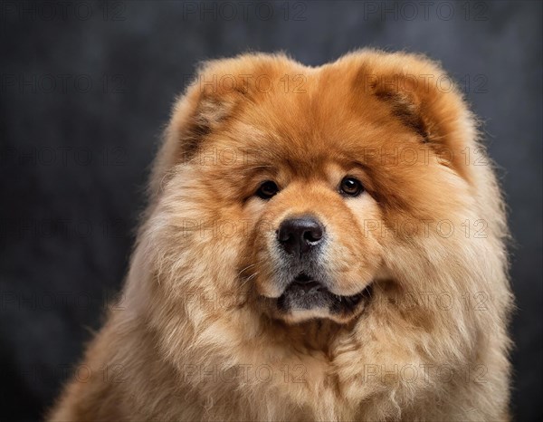 Dog, Chow Chow, portrait, head only, puppies, dark background, AI generated, AI generated