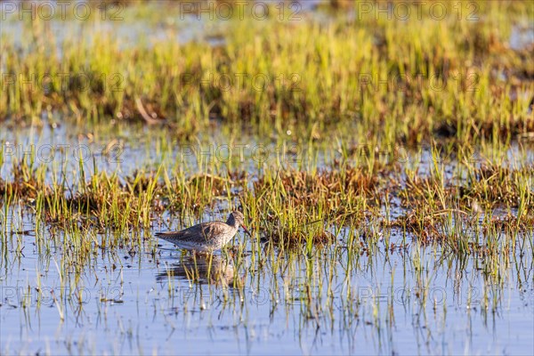 Redshank (Tringa totanus) foraging in a wetland