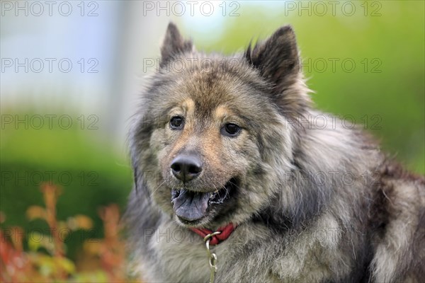 Eurasier