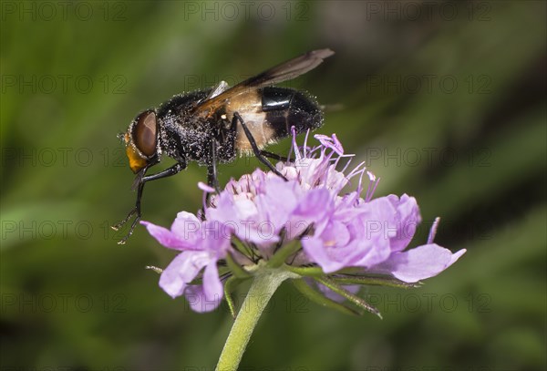 Pellucid fly (Volucella pellucens), Valais, Switzerland, Europe