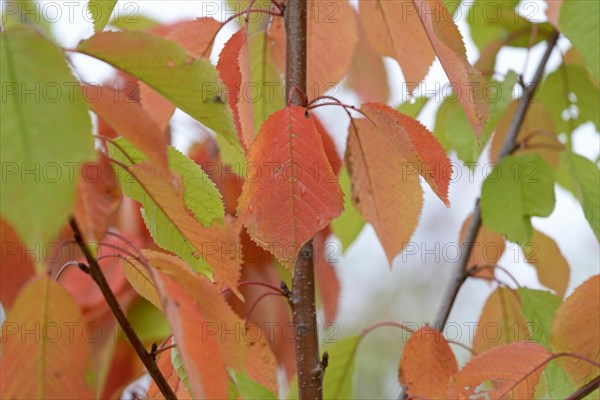 Wild cherry (Prunus avium), autumn leaves with raindrops, Moselle, Rhineland-Palatinate, Germany, Europe