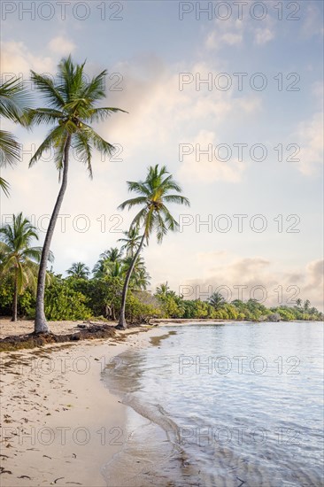 Romantic Caribbean sandy beach with palm trees, turquoise-coloured sea. Morning landscape shot at sunrise in Plage de Bois Jolan, Guadeloupe, French Antilles, North America