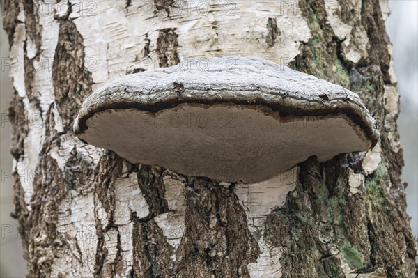 Tinder fungus (Fomes fomentarius), fruiting body on a downy birch (Betula pubescens) trunk, Lower Saxony, Germany, Europe