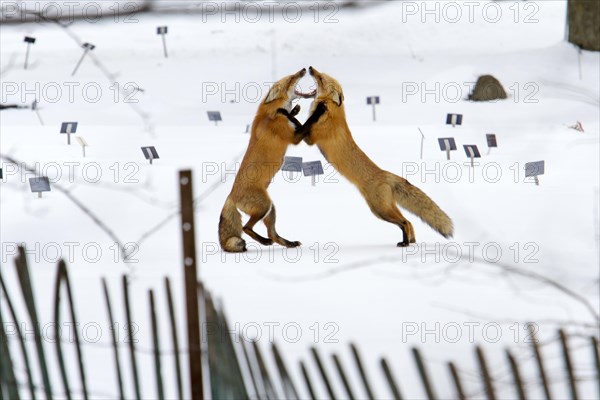 Red fox. Vulpes vulpes. Males red fox fighting. Montreal botanical garden. Province of Quebec. Canada