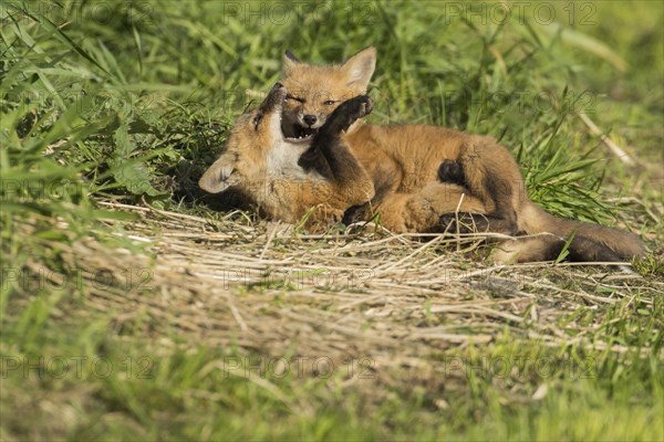 Red fox. Vulpes vulpes. Red fox cubs playing together in a meadow. Province of Quebec. Canada