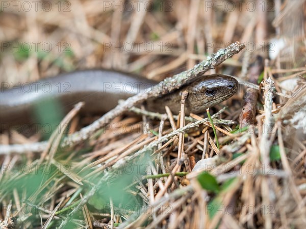 Slow worm (Anguis fragilis), near Tragoess, Styria, Austria, Europe