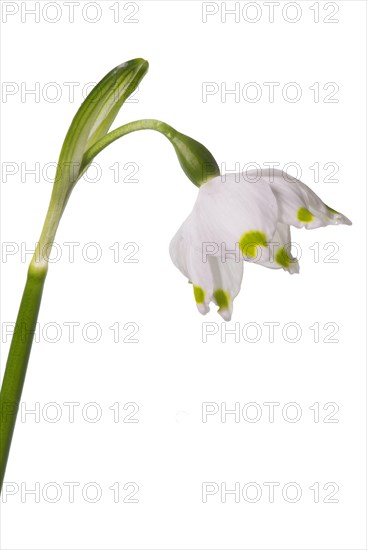 Blossom of the March snowflake (Leucojum vernum) on a white background, Bavaria, Germany, Europe