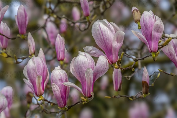 Blossoms of a magnolia (Magnolia), magnolia x soulangeana (Magnolia xsoulangeana), magnolia blossom, Offenbach am Main, Hesse, Germany, Europe