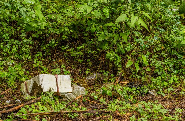 A white Styrofoam box among green leaves, illustrating waste in a forest setting, in South Korea