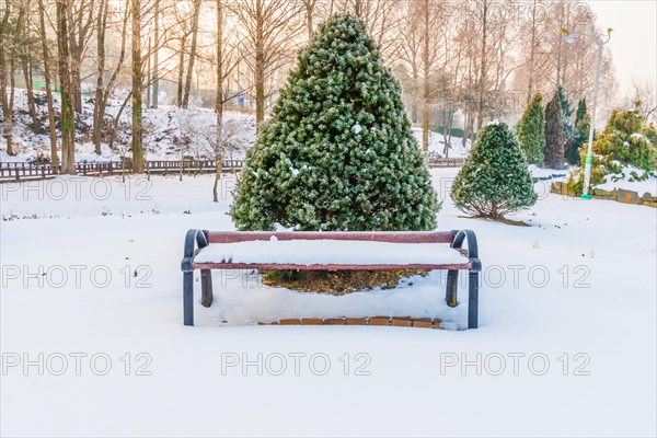 Winter landscape of wooden park bench in front of a vibrant evergreen tree covered with snow in a snow covered public park in Daejeon, South Korea, Asia